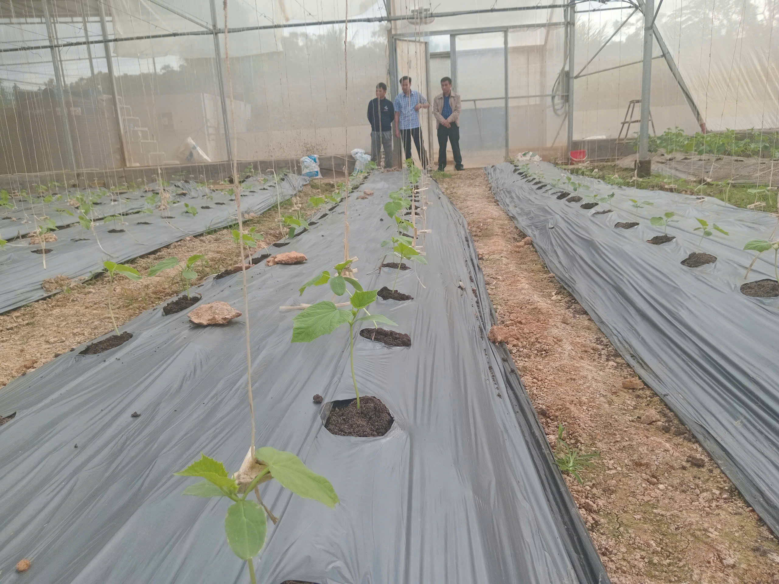 Nông nghiệp hữu cơ tích hợp – Hướng đi bền vững